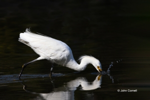 Egret;Egretta-thula;Snowy-Egret,-avifauna,-bird,-birds,-color-image,-color-photo